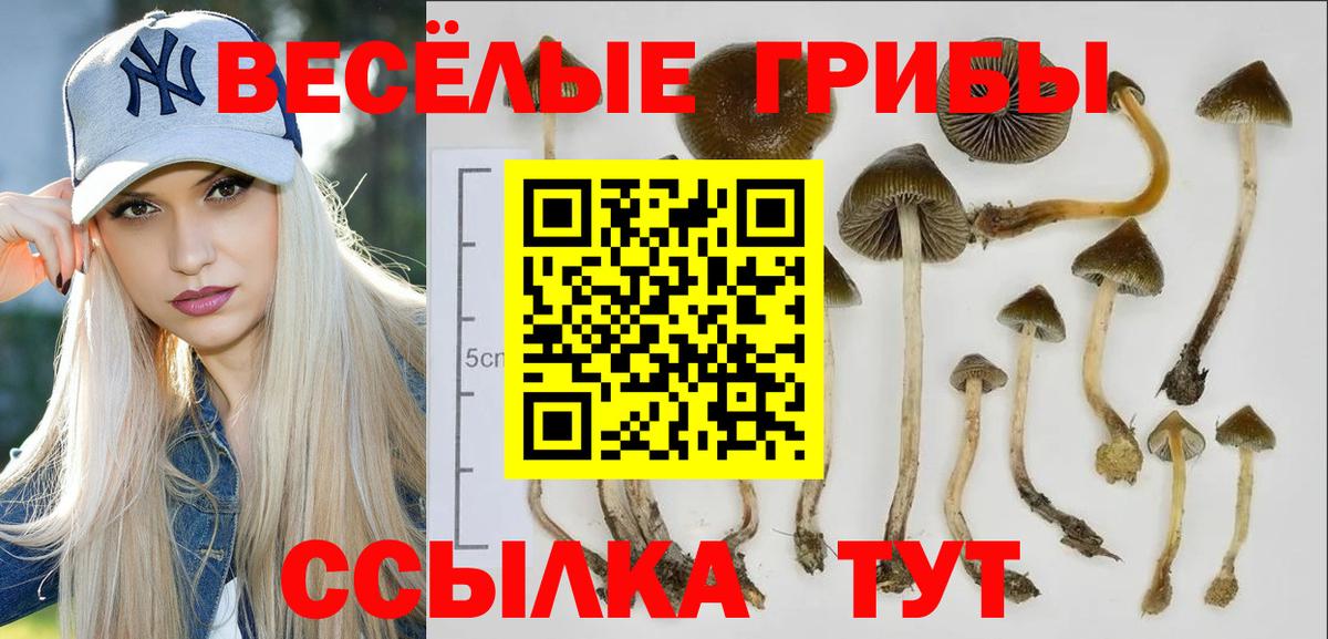 Коркино  сколько стоит  Вход с VPN  Галлюциногенные грибы Psilocybine cubensis 